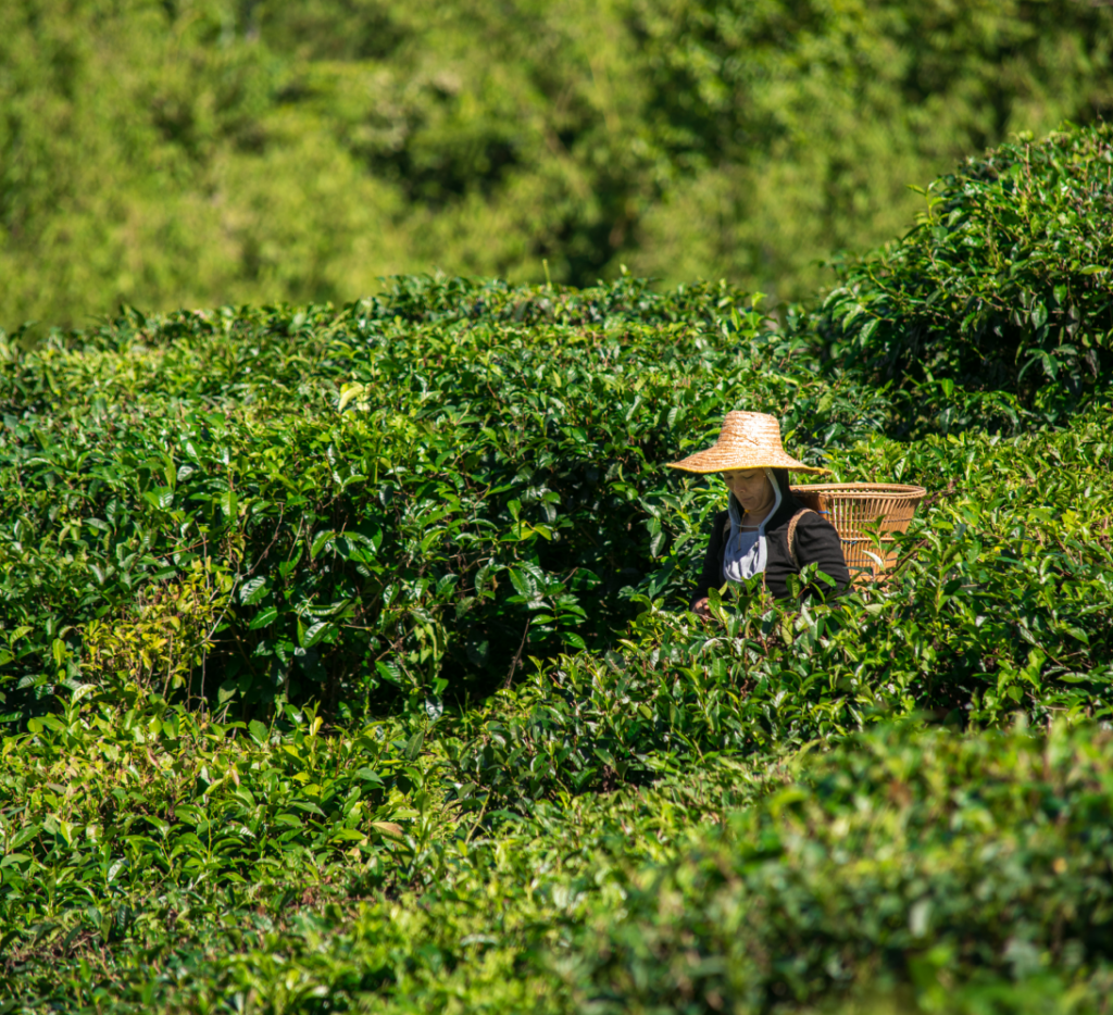 Photo: Tea harvesting in traditional costume